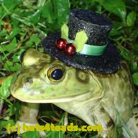 /home//u458753944/public_html/sourcegallery//Frogs/More bullfrogs/P6020114.JPG